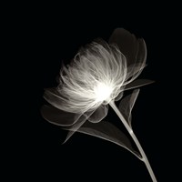 Full Bloom Fine Art Print