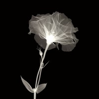 Bud in Bloom Fine Art Print