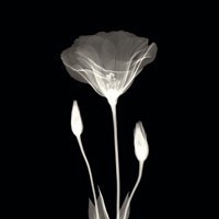 Poppy in Lace Fine Art Print