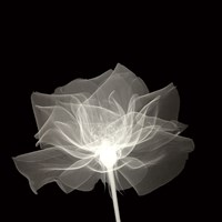 Layered Veil Fine Art Print