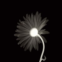 Sunburst Petals Fine Art Print