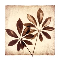 Cassava Leaves Fine Art Print