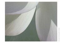 Lotus Detail I Framed Print