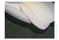 Lotus Detail II Framed Print