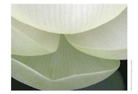 Lotus Detail V Framed Print