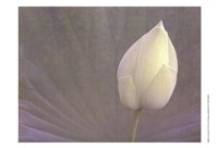 Lotus Detail VI Framed Print