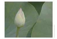 Lotus Detail VII Framed Print