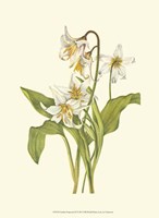 Garden Potpourri II Fine Art Print