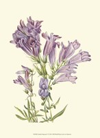 Garden Potpourri V Fine Art Print