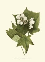 Delicate Foliage I Fine Art Print