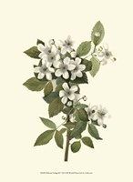 Delicate Foliage III Fine Art Print