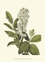 Delicate Foliage IV Fine Art Print