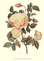 Vintage Roses IV Fine Art Print