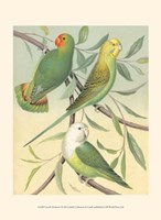 Parakeets I Fine Art Print