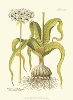 Allium, Pl. 258 Fine Art Print