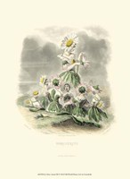 Le Fleur AnimT III Fine Art Print