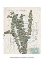 Small Postcard Wildflowers III Fine Art Print