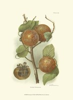 Persimmon I Fine Art Print