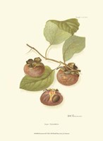 Persimmon II Fine Art Print