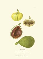 Figs Fine Art Print