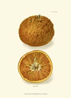 Orange Fine Art Print