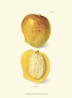 Mango Fine Art Print