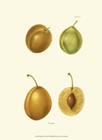 Plums I Fine Art Print