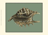 Mini Ocean's Treasure V Fine Art Print