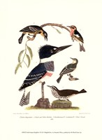 Small Antique Kingfisher I Fine Art Print