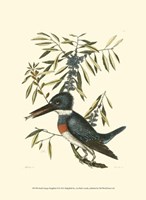 Small Antique Kingfisher II Fine Art Print