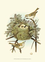 Prairie Warbler & Nest Fine Art Print