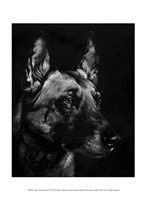 Canine Scratchboard V Fine Art Print