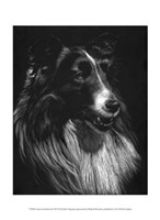 Canine Scratchboard VII Fine Art Print
