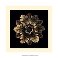 Small Classic Rosette I Fine Art Print