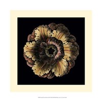 Small Classic Rosette III Fine Art Print