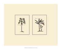 Miniature Palm I Fine Art Print