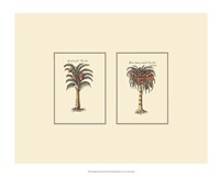 Miniature Palm II Fine Art Print