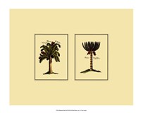 Miniature Palm III Fine Art Print