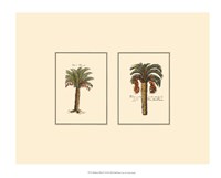 Miniature Palm IV Fine Art Print