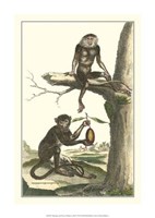 Macaque and Douc Monkeys by Denis Diderot - 11" x 16", FulcrumGallery.com brand