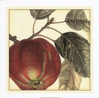 Graphic Apple Fine Art Print
