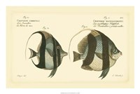 Antique Fish I by Carl Bloch - 24" x 16"