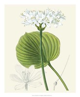 Les Fleurs Blanches II Fine Art Print