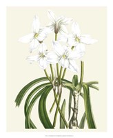 Les Fleurs Blanches III Fine Art Print