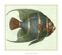 18" x 16" Fish Pictures