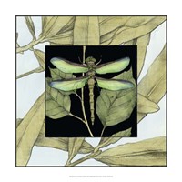 Dragonfly Inset II Fine Art Print