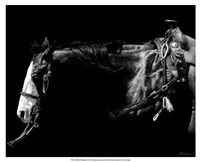 Baldfaced Bulldogger Fine Art Print