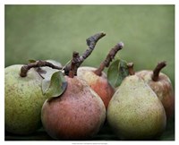 21" x 17" Pear Pictures