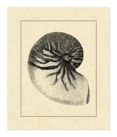 Vintage Shell I Fine Art Print