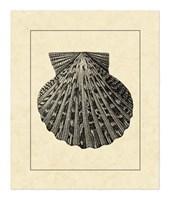 Vintage Shell II Fine Art Print